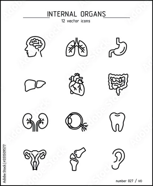 Fototapeta Vector images of the internal human organs. Anatomy