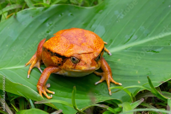 Obraz A large orange frog is sitting on a green leaf