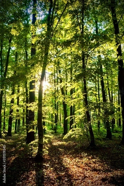 Obraz promienie słońca w lesie