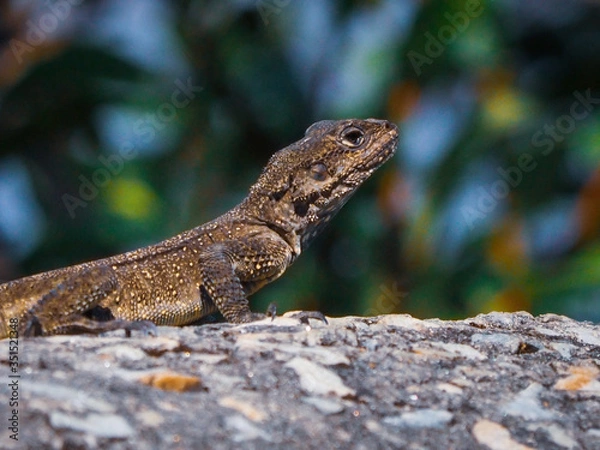 Obraz A garden lizard posing in nature