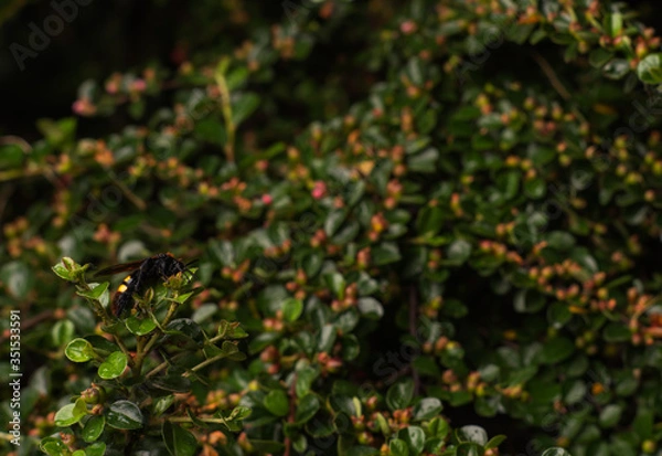 Fototapeta Macro photos of a rare scolia wasp listed in the red book in its natural habitat, a wasp sitting on a barberry branch