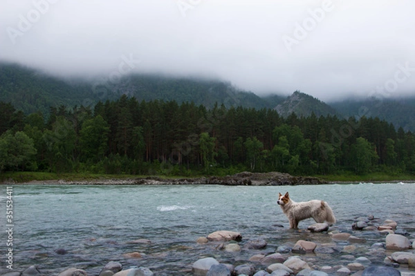 Obraz morning on a mountain river