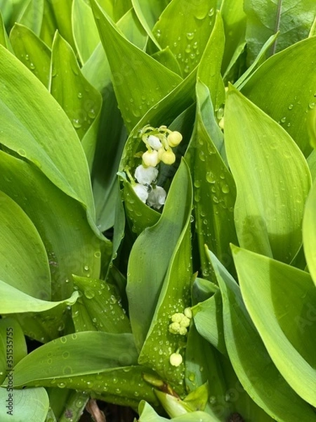 Obraz Ландыши