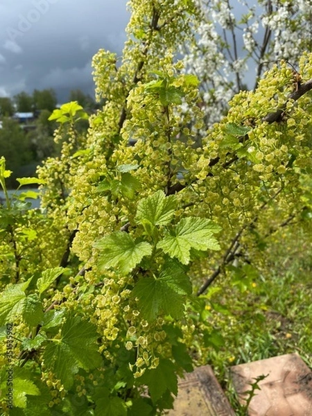Obraz Смородина