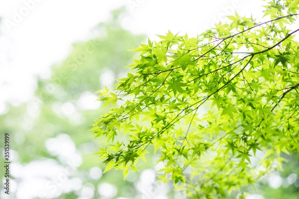 Fototapeta 新緑　初夏　緑　木々　公園　葉っぱ　爽やか　清々しい　梅雨入り前