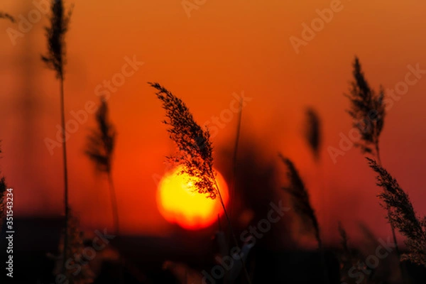 Fototapeta Rays of sunset in the reeds on the Lake. Reed during sunset.