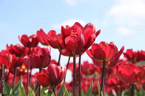 Fototapeta Red tulips illuminated by the sun in a flower bulb field in Noordwijkerhout in the Dutch Bulb Region in spring time