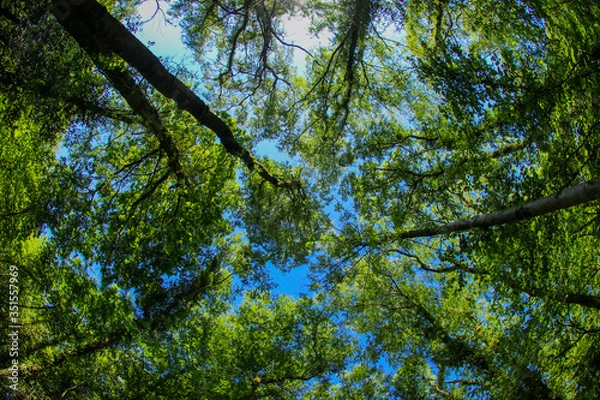 Fototapeta An ancient woodland tree canopy in the UK through a fish-eye lens in the spring sunshine with fresh green leaves against a blue sky