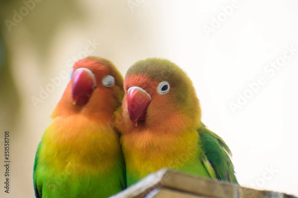 Obraz ボタンインコ