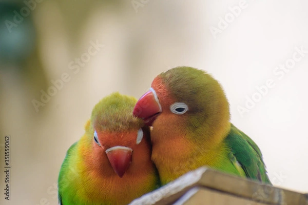 Obraz ボタンインコ