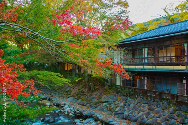 Fototapeta 紅葉の景色