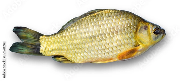 Fototapeta fish isolated on white