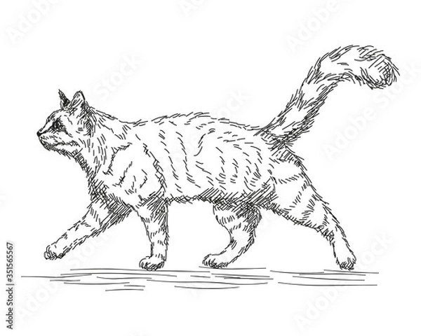Fototapeta hand drawn black lines sketch of walking or running cat, isolated animal, editable vector illustration