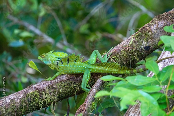 Fototapeta Vasilisco