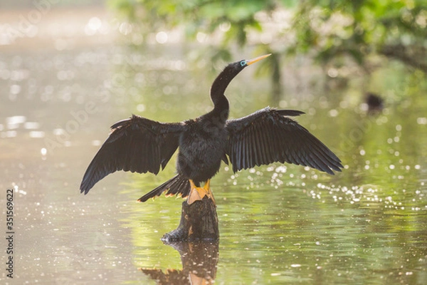 Fototapeta Cormorant