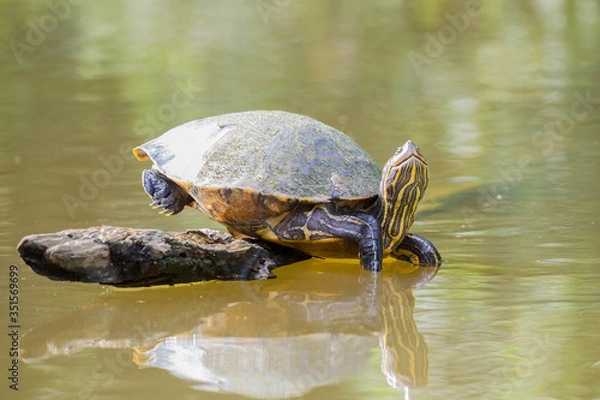 Fototapeta Turtle River