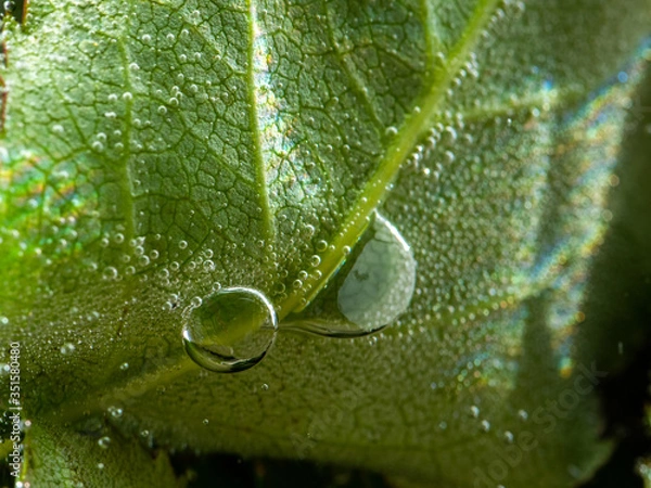 Obraz liść pod wodą