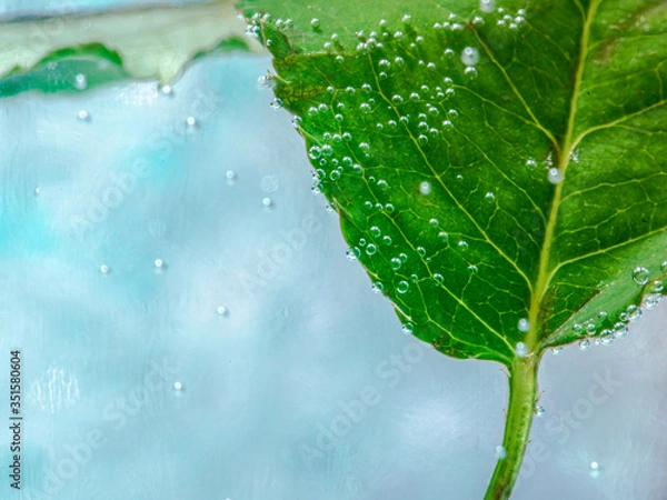 Obraz liść w wodzie