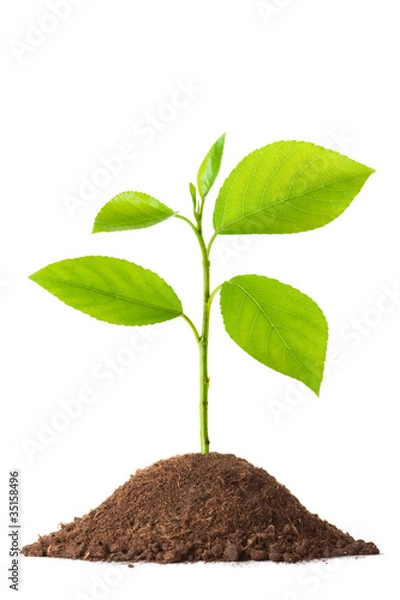 Obraz Newborn small green plant