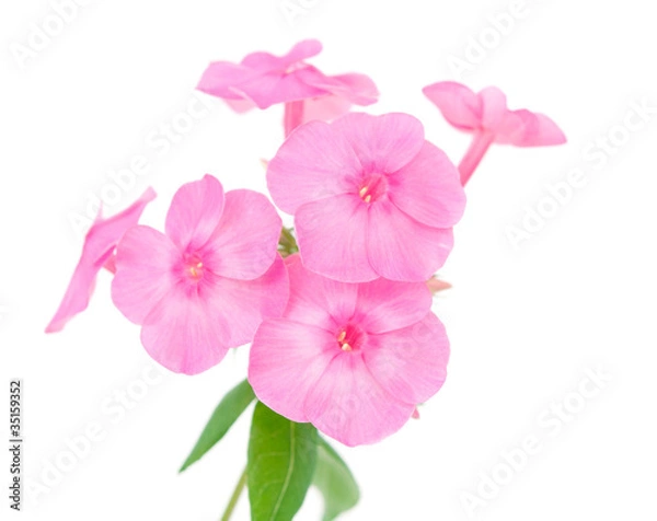 Fototapeta phlox flowers