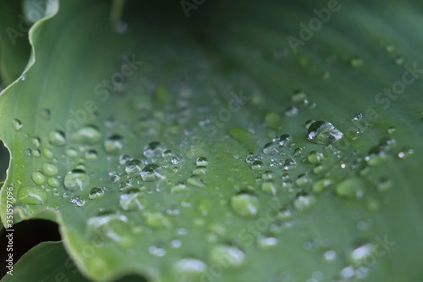 Fototapeta Closeup of beads of water droplets on hosta leaves