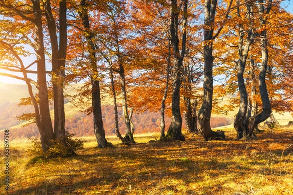 Fototapeta Beautiful sunny day in autumnal forest.