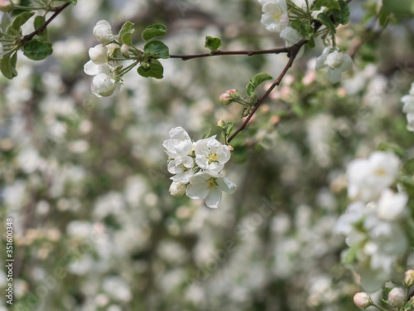 Fototapeta Blooming apple tree, white flowers of an apple tree close-up.