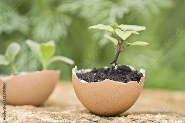 Obraz coquille d'oeuf