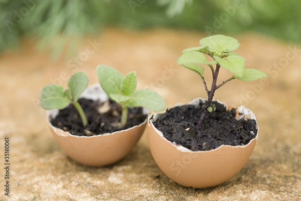 Obraz coquille d'oeuf