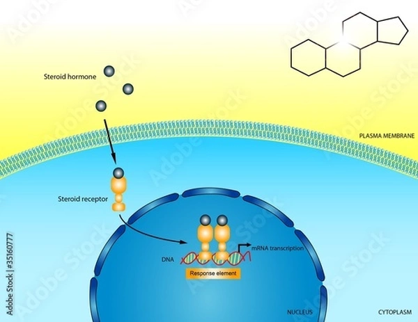 Obraz Steroid receptors
