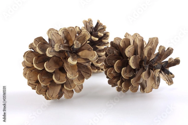 Obraz Kiefernzapfen