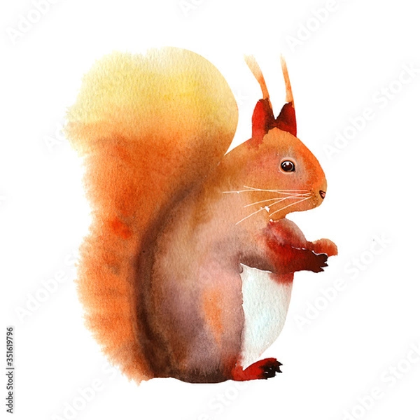 Obraz Red fluffy squirrel. Watercolor illustration. Funny character isolated on a white background