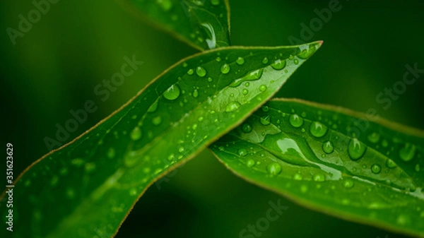 Obraz dew drops on beautiful green leaves in sunshine at garden 