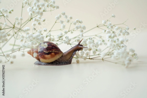 Fototapeta Dark brown Achatin with a spiral shell crawls among beautiful white flowers on a bright clear day. Extreme closeup macro healing mucus and anti-aging slime of Giant Snail. Concept of purity, copyspace