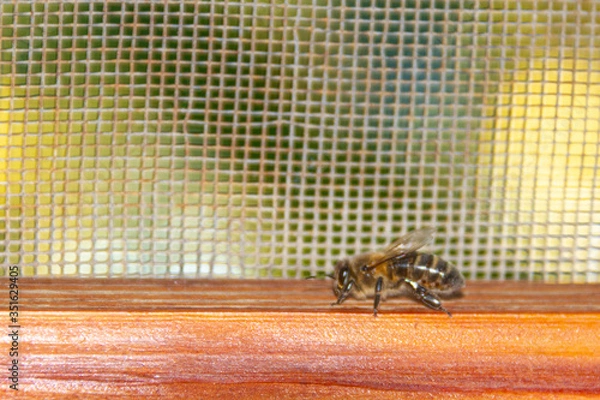 Fototapeta Bee on the window looking for the exit to the field