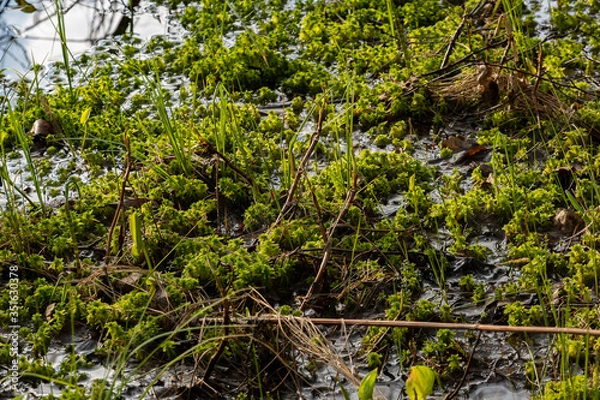 Fototapeta moss and dry grass in the water on the edge of a swamp in the forest
