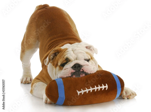 Obraz playful dog