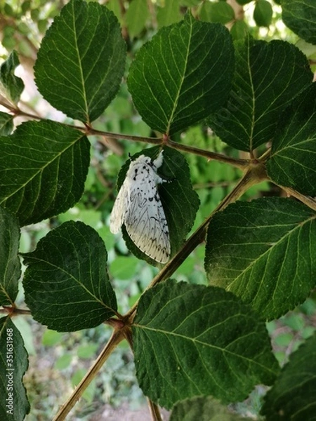 Fototapeta NIGHTBUTTETFLY = N U N