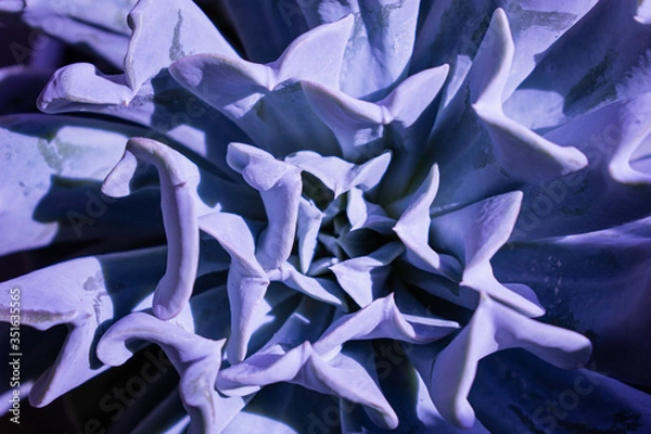 Fototapeta purple flower background