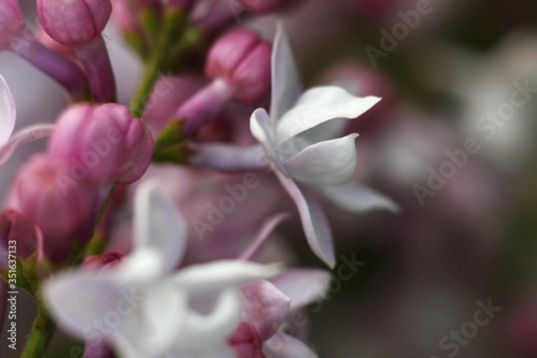 Fototapeta festive background with a bouquet of flowers
