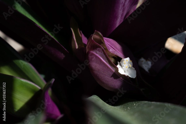 Fototapeta growing white flower