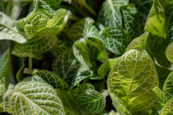 Fototapeta green leafs