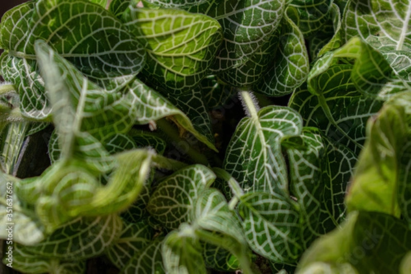 Fototapeta green leafs