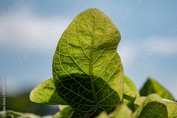 Fototapeta green leafs