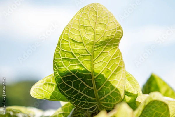 Fototapeta green leafs