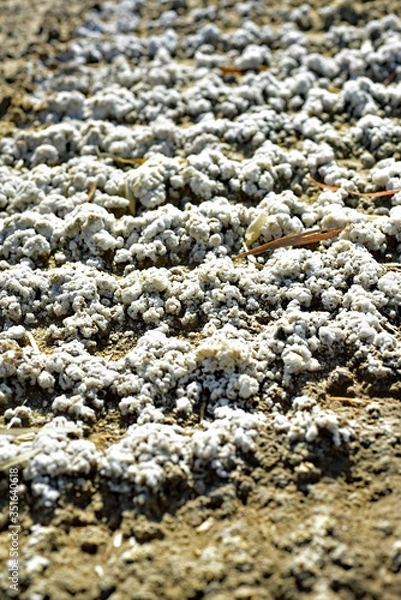 Obraz Salt soil crust caused by the leaching