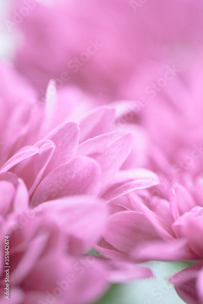 Fototapeta close up of pink dahlia flower gerbera blossom in bloom
