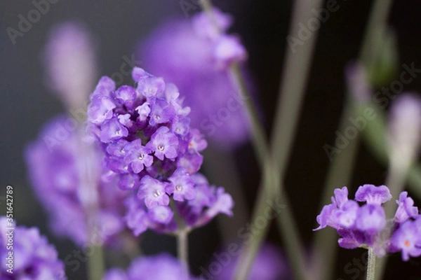 Fototapeta close up of purple lavender blossom in bloom