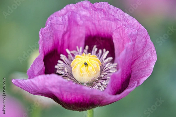 Obraz Dwarf bread seed poppy with a small insect inside.