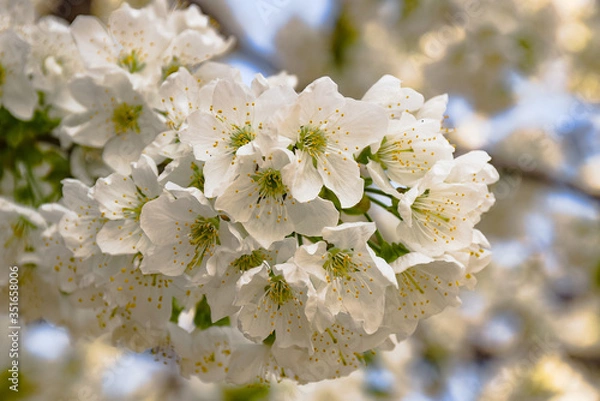 Obraz Cherry blossom spring flowers 